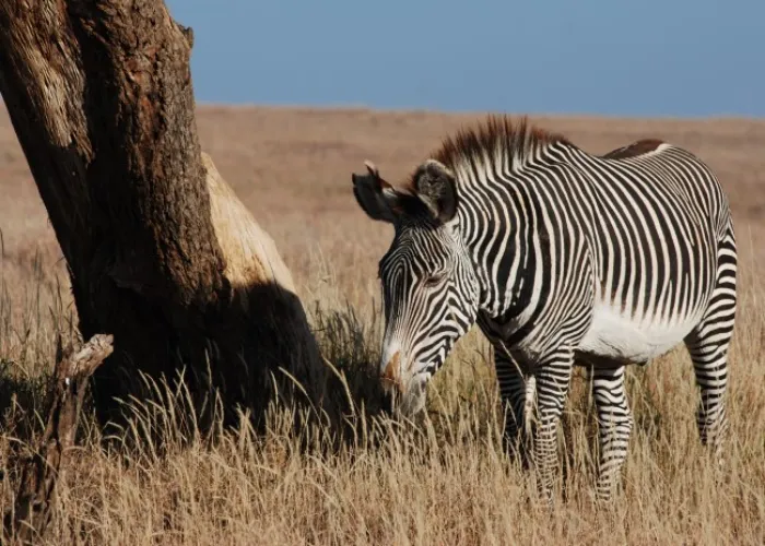 Lewa Wildlife Conservancy